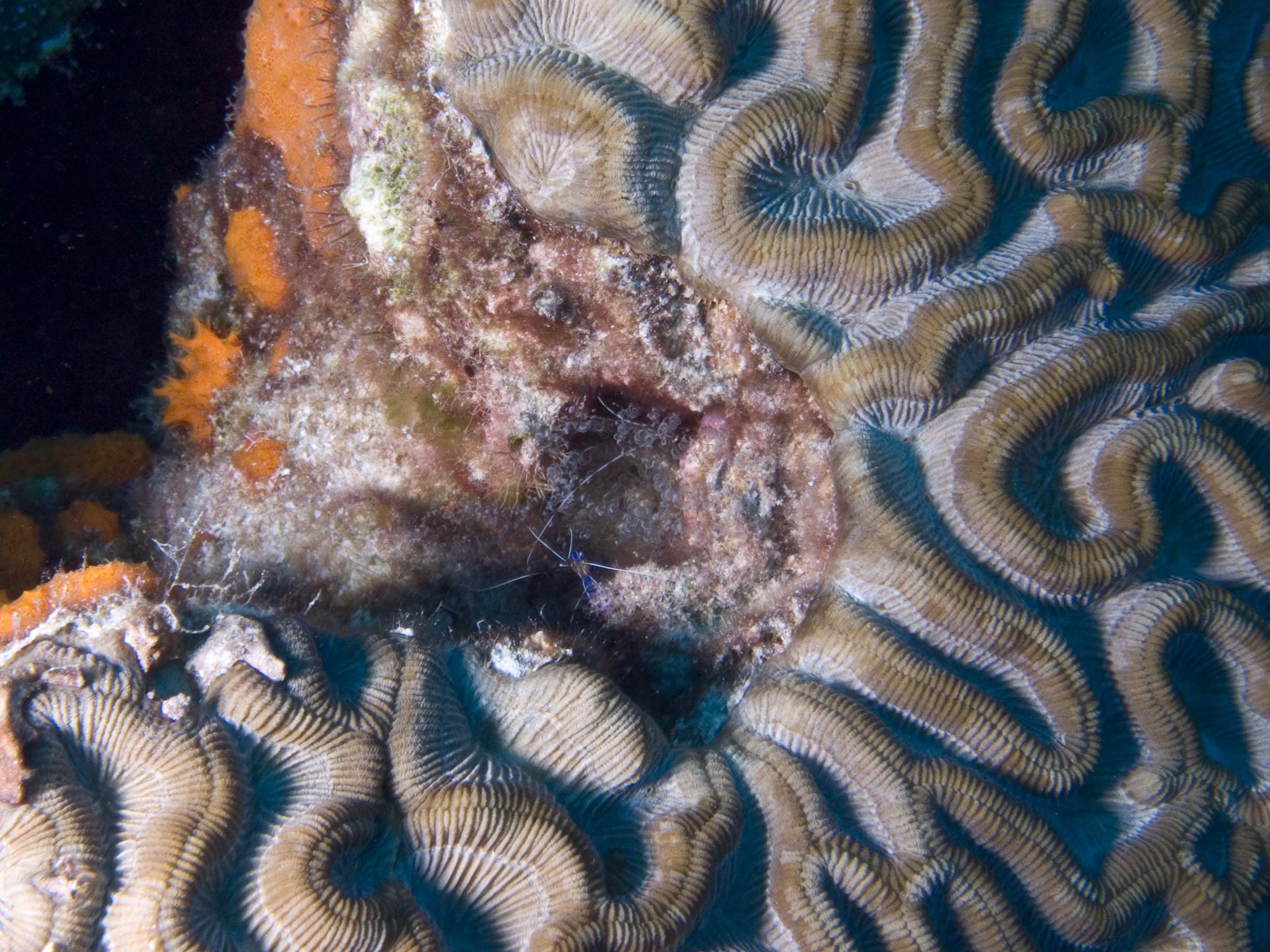 gal/Bonaire 2006/CleanerShrimpCropped5x3.jpg